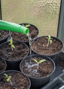 Best Time to Plant Onions in Tennessee